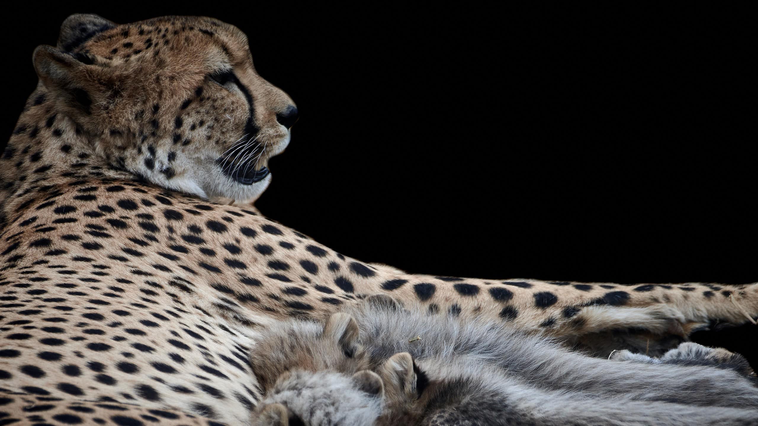 Close-up of a cheetah nursing newborn cubs (Acinonyx jubatus). Baby animals suckling isolated on black background.