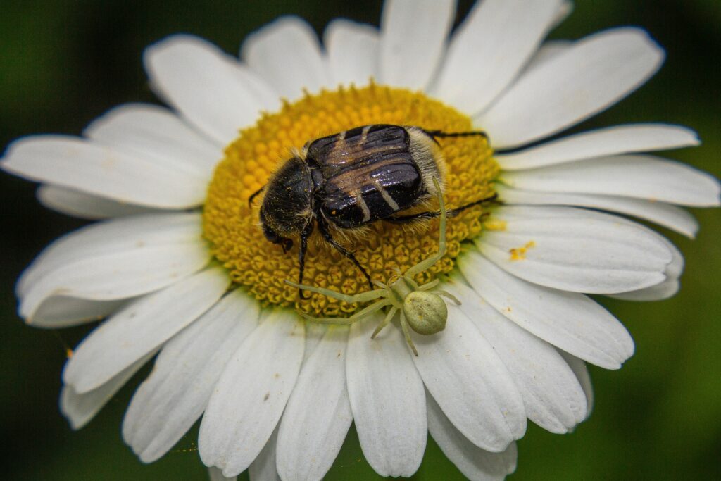 Trichiotinus Piger, hairy flower chafer, bee-like flower scarab, or chafer beetle about to get attacked by a flower crab spider.