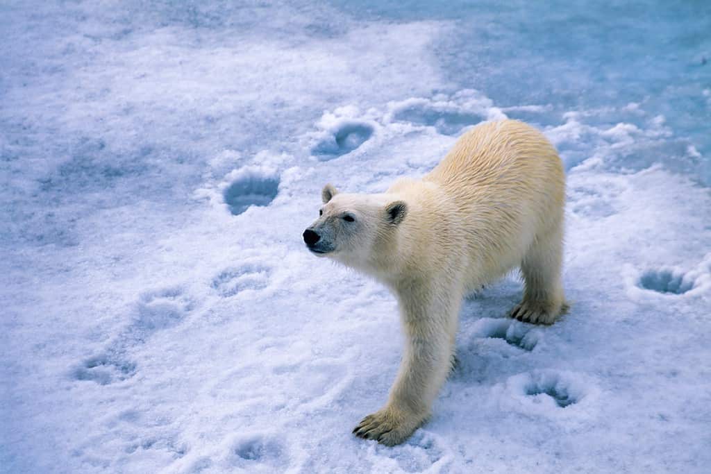 Polar bear leaving tracks on fresh snow.