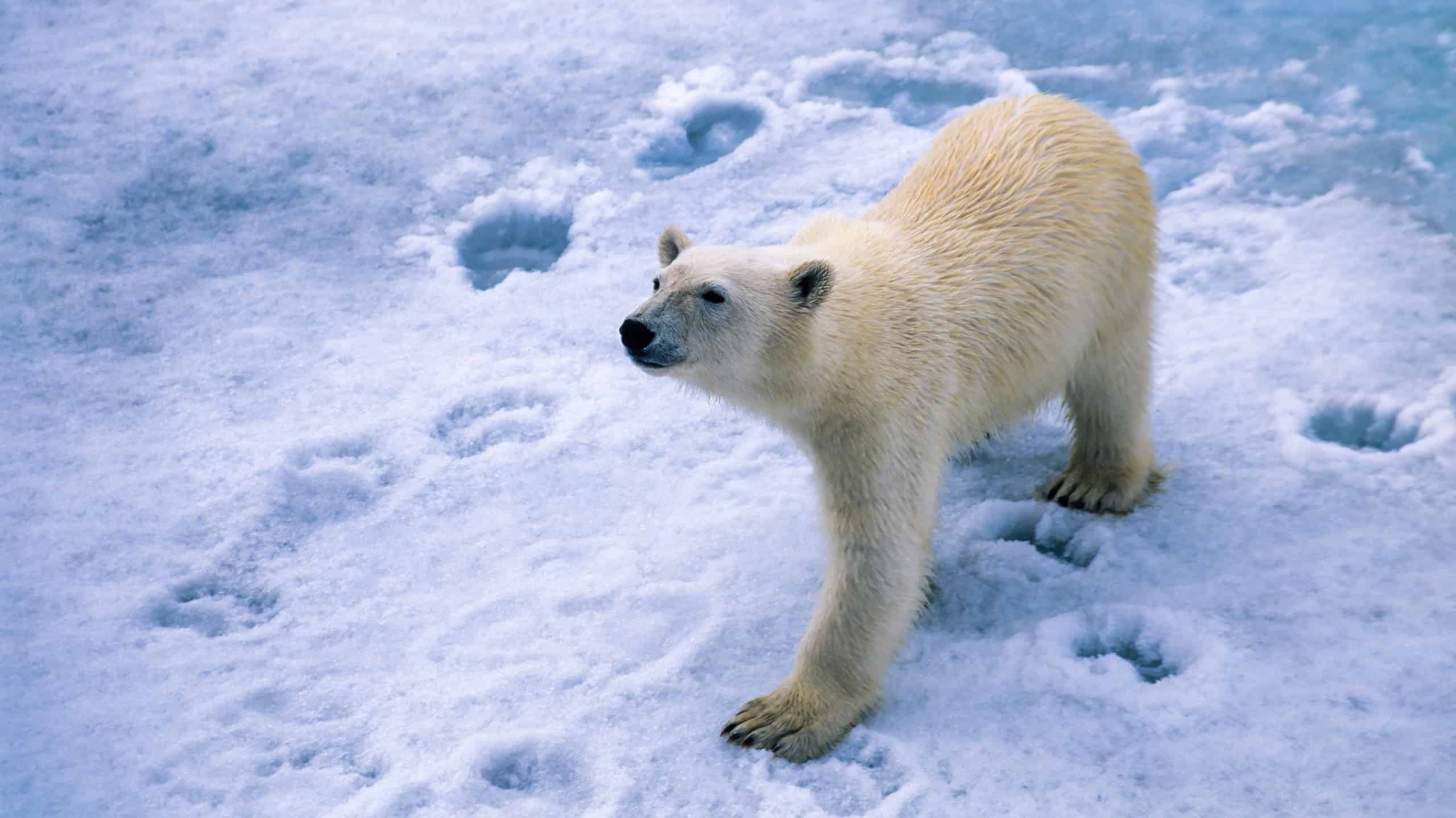 Polar bear leaving tracks on fresh snow.