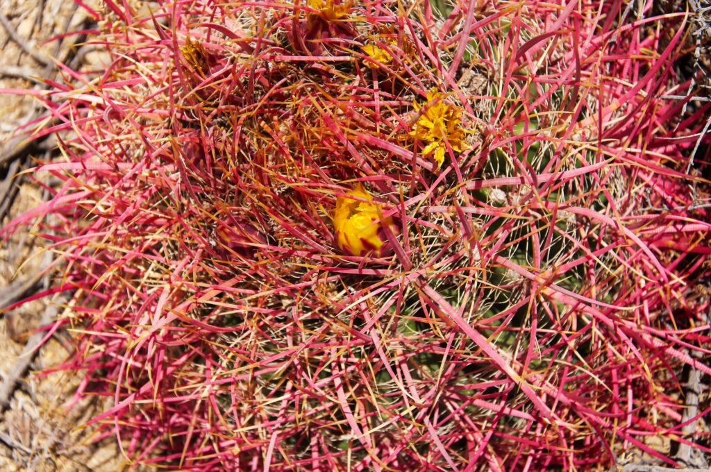 Ferocactus cylindraceus, California barrel cactus producing new growth and yellow flowers in springtime in Joshua Tree National Park in California arid desert.