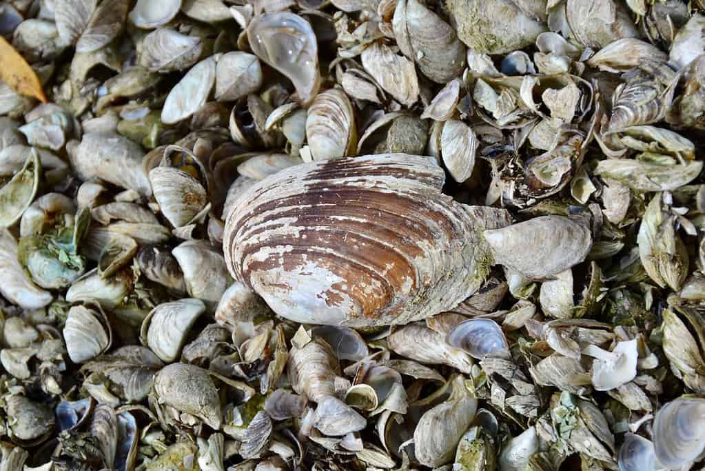 Fatmucket,(lampsilis,Siliquoidea),Surrounded,By,Quagga,Mussel,(dreissena,Bugensis),Shells