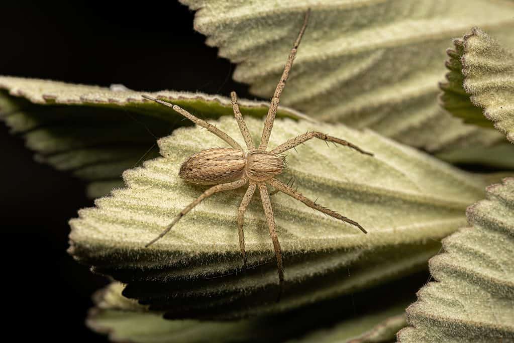 Adult Female Running Crab Spider