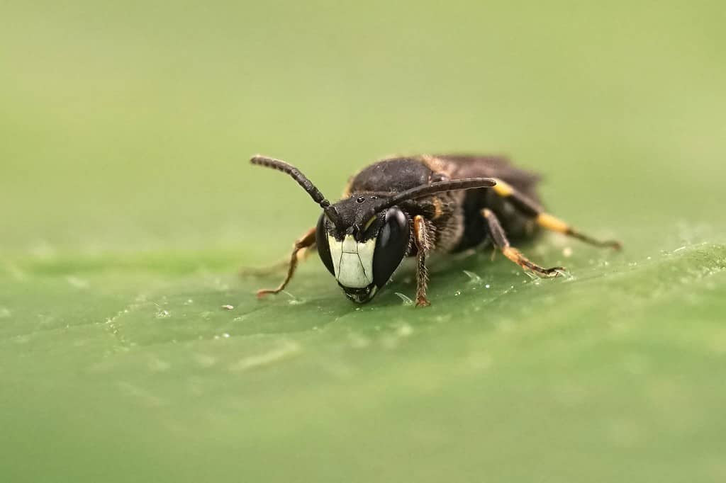 Natural closeup on a small White-jawed Yellow-face Bee, Hylaeus confusus sitting on a green leaf