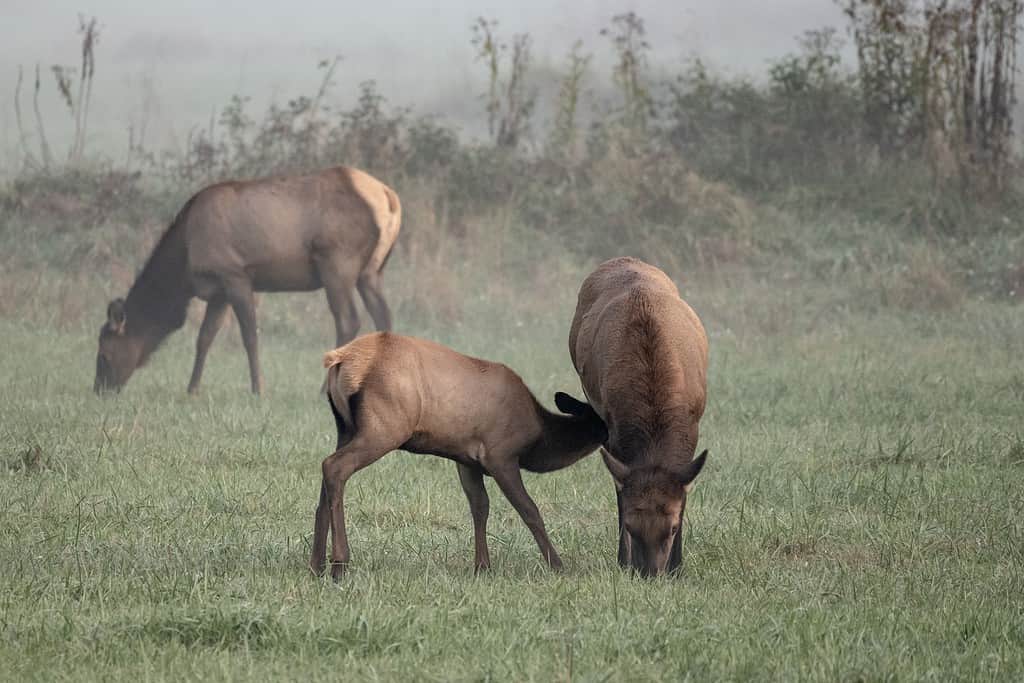 Elk Calf Nursing In Grassy Field in a foggy field in the Smokies