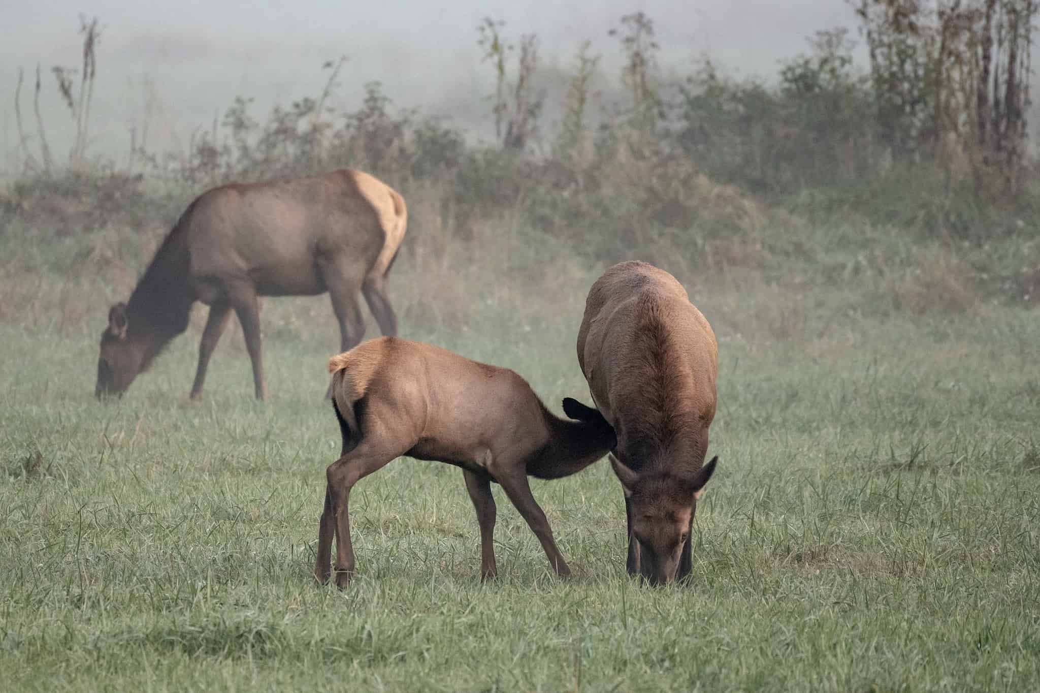 Elk Population: How Many Still Roam the World? - A-Z Animals