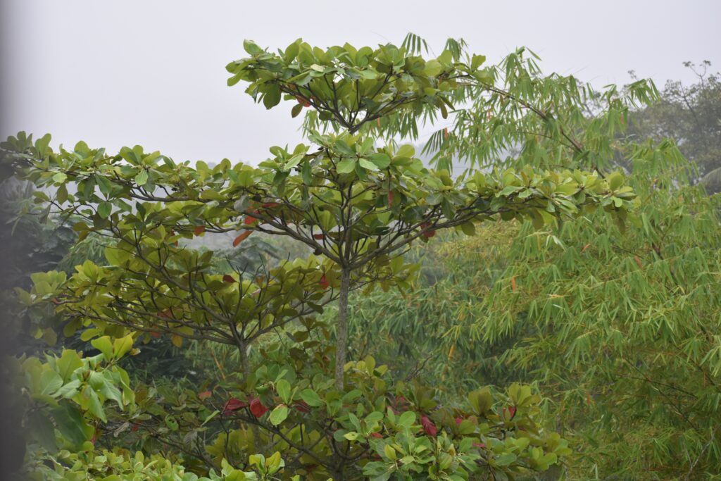 Tropical Almond Tree - Trees Native to Vietnam