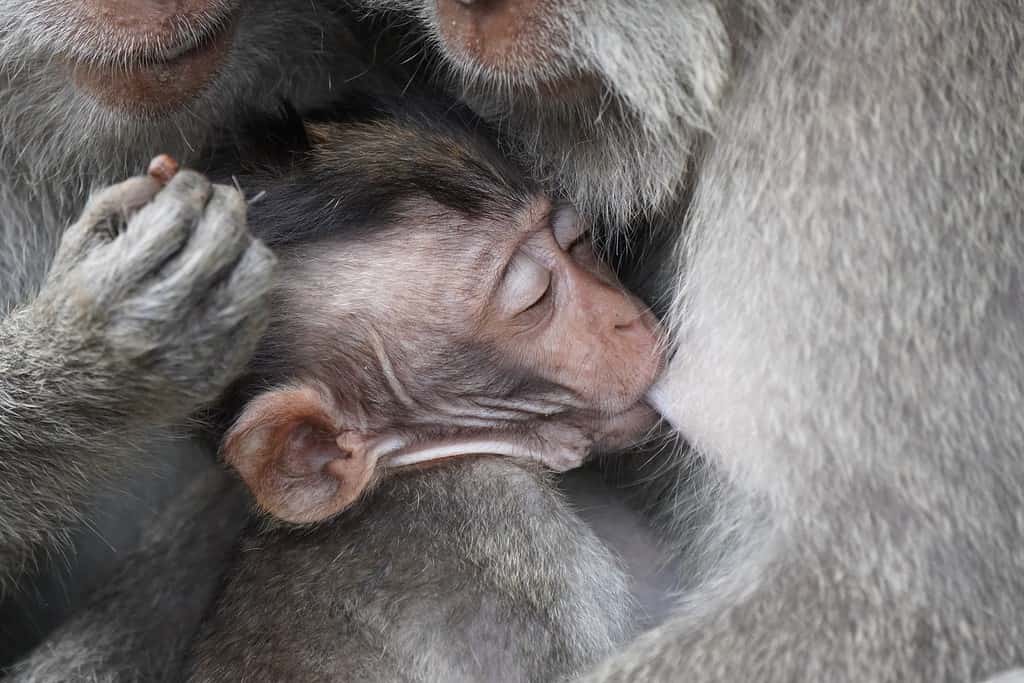 a mother monkey nursing her child