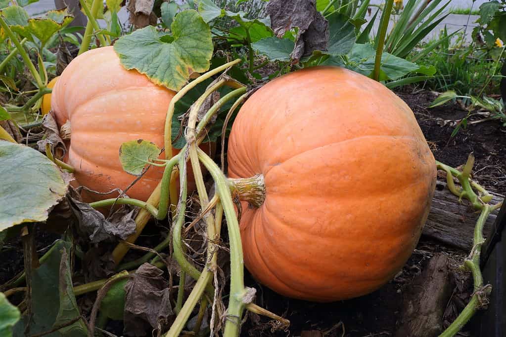 Two Large Ripe Pumpkins on the Vine. Large ripe pumpkins in a field still attached to the vine.