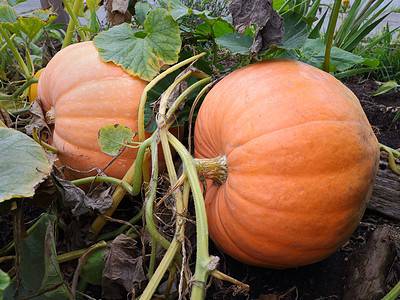 A How Deep Do Pumpkin Roots Grow? 14 Helpful Tips for Successful Growth