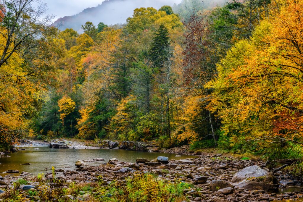 Williams River, Monongahela National Forest, showing a brook with a gravel shoreline surrounded by trees in fall colors of yellow, gold, and red. 