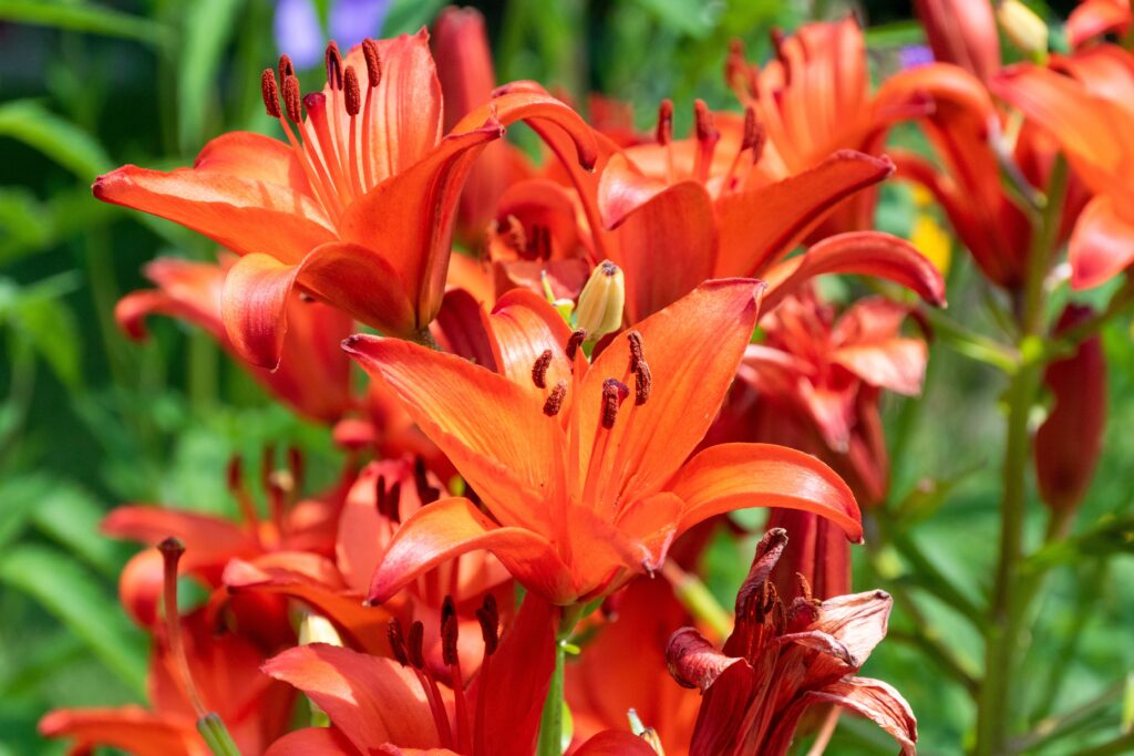 Asiatic Lily Orange Ton growing in the garden in summer