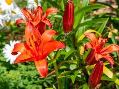 A 11 Types Of Orange Lilies