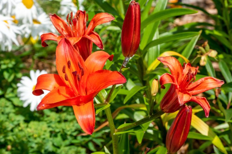 Every part of the Orange Ton lily's bloom is orange.
