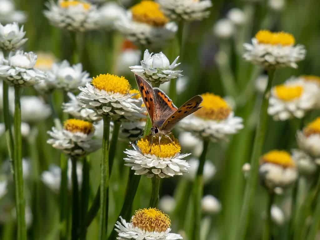 The small, American or common copper (Lycaena phlaeas). The upperside forewings are a bright orange with a dark edge border and eight nine black spots. The hindwings are dark with an orange border