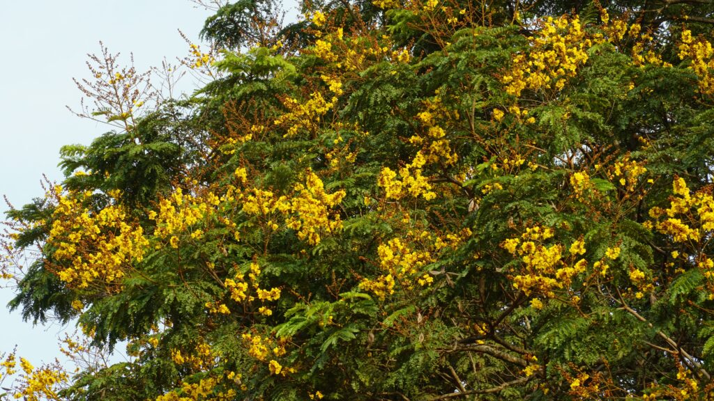 Copperpod Tree - Trees Native to Vietnam