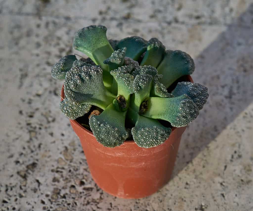 Titanopsis calcarea has mottled edges