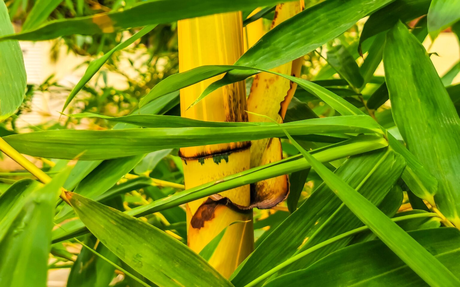 3 Indoor Bamboo Plants AZ Animals