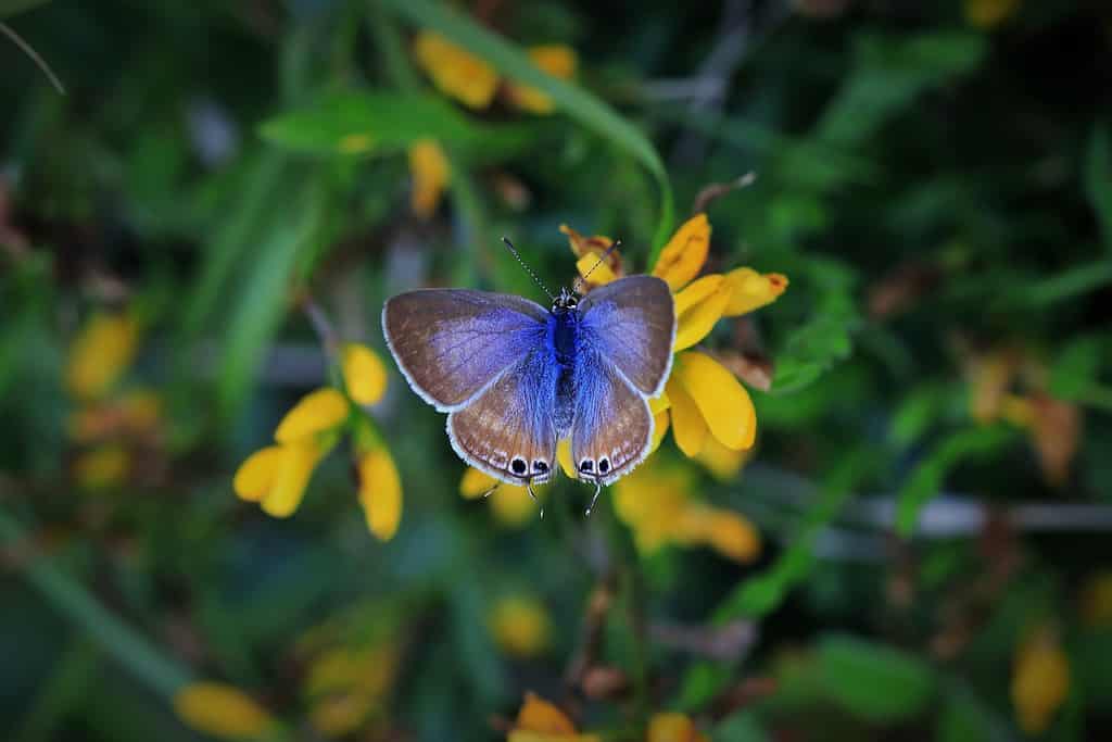 Pea blue, Long-tailed Blue (Lampides boeticus) butterfly