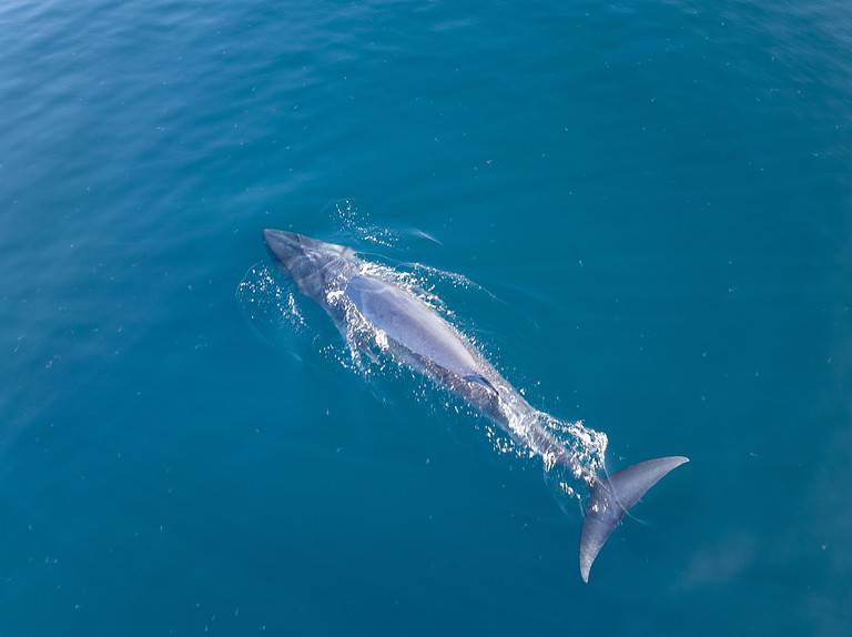 An Omura's whale, Balaenoptera omurai, breathes at the surface of the South Pacific Ocean. This fast, little-known rorqual feeds on planktonic organisms.