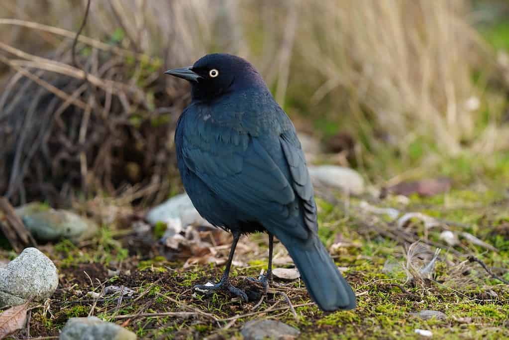 Brewer's blackbird resting at seaside