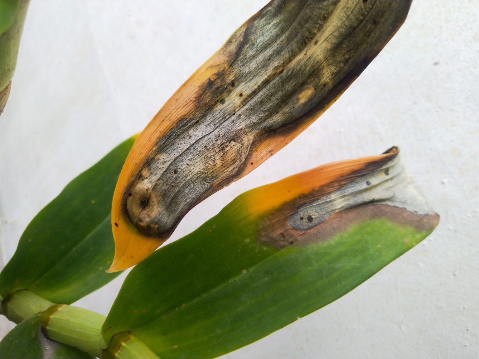 Wilting Orchid And Other Common Problems - A-Z Animals