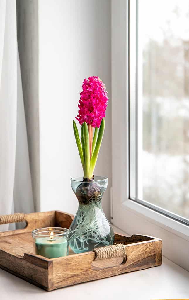 red-pink hyacinth in bulb forcing vase