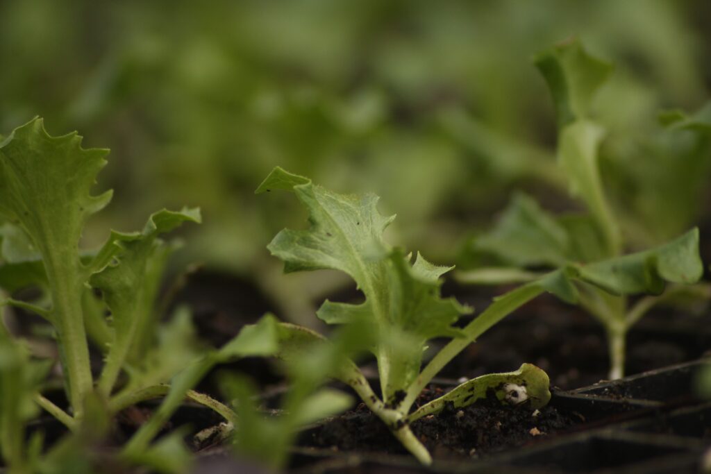 Newly Transplanted Lettuce Babies Just Planted into the Market Garden on the Farm