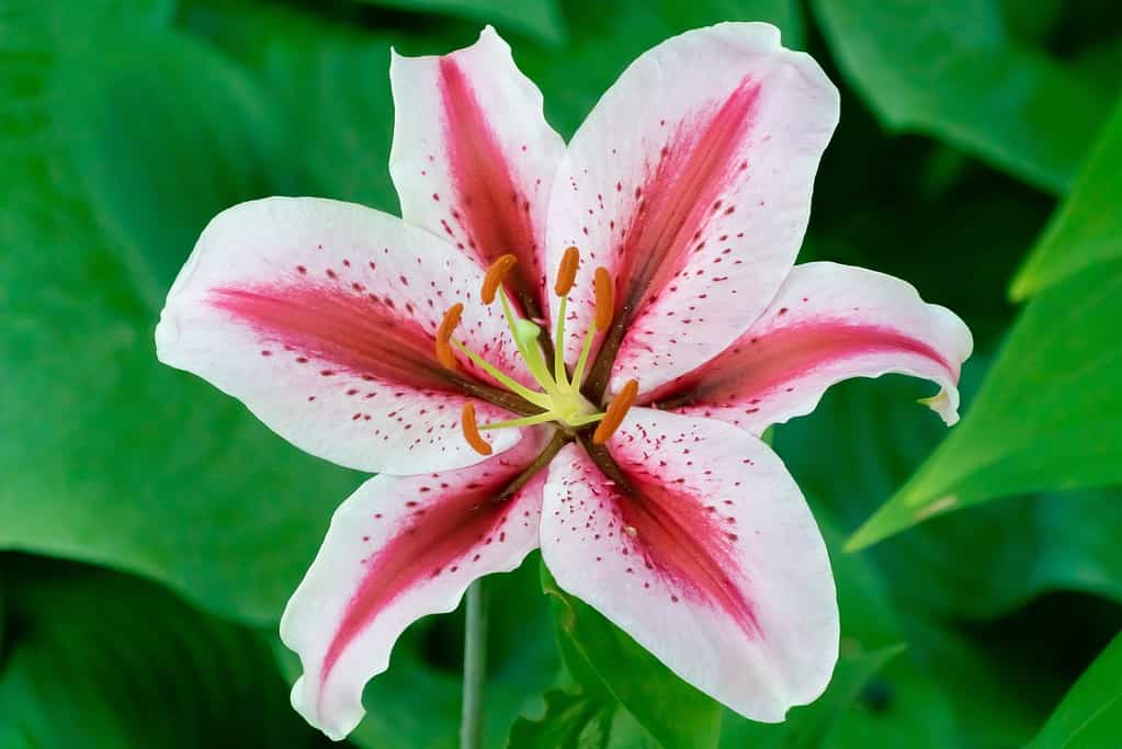 Dizzy (Oriental) Lily - white flower with raspbery stripes down the center of each petal
