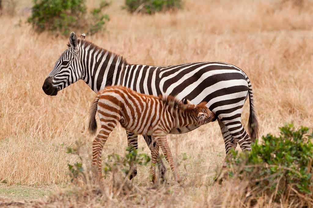 Zebra mother and foal, nursing. Serengeti, Tanzania