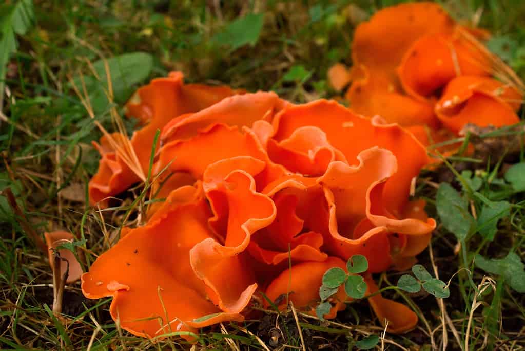 Orange peel mushroom Aleuria aurantia