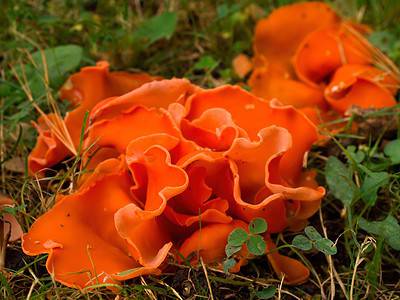 A Discover 3 Types of Orange Mushrooms
