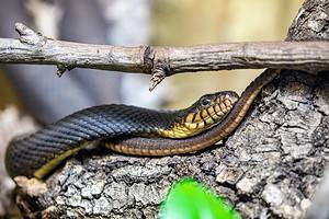 Yellow-Bellied Water Snakes: Are They Dangerous? Picture