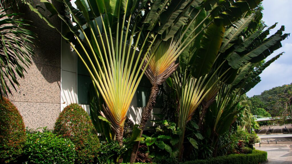 Traveller's Palm - Trees Native to Vietnam