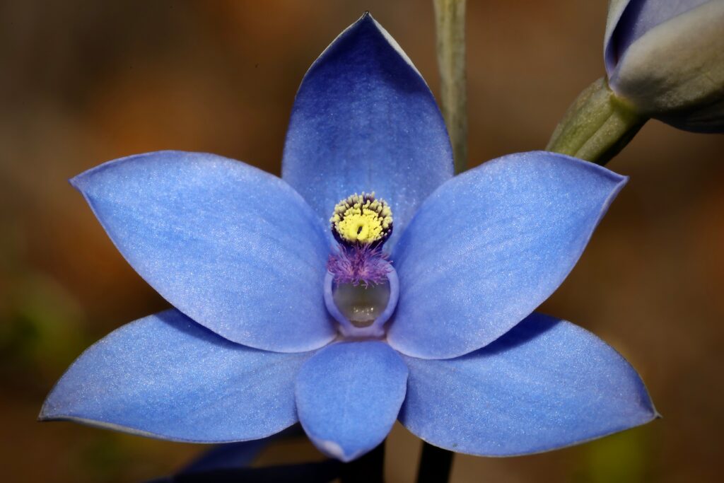 Thelymitra crinita, blue lady orchid