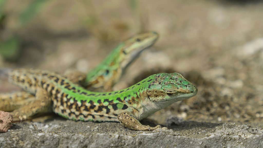 Italian wall lizards (Podarcis siculus) 