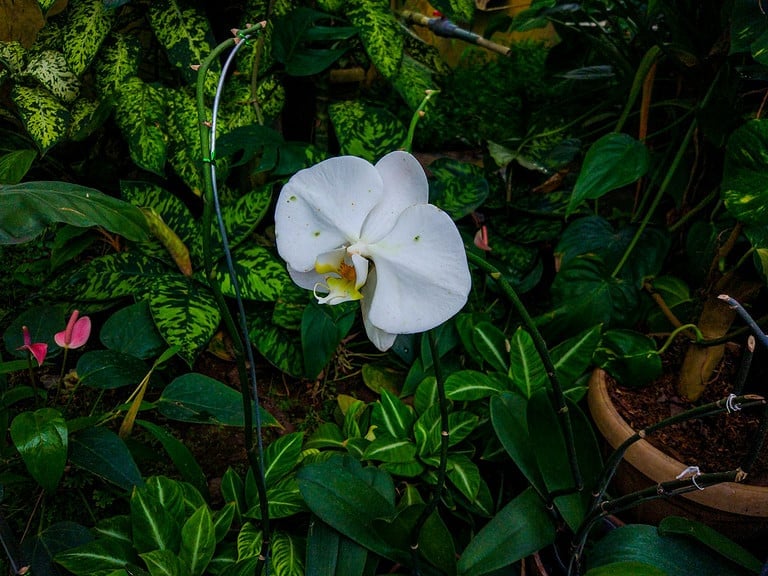 moon orchid