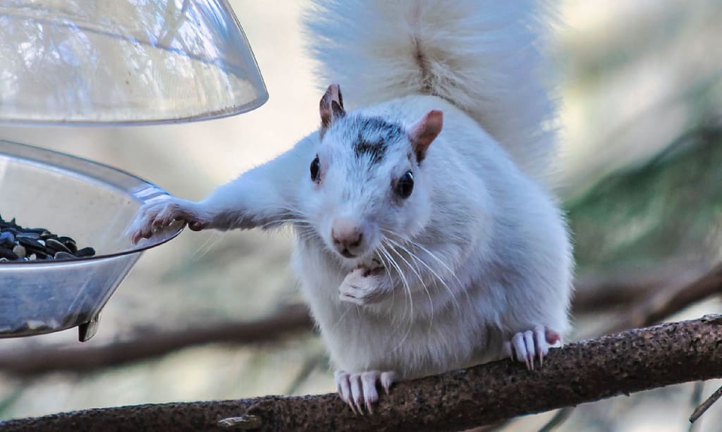 white squirrel