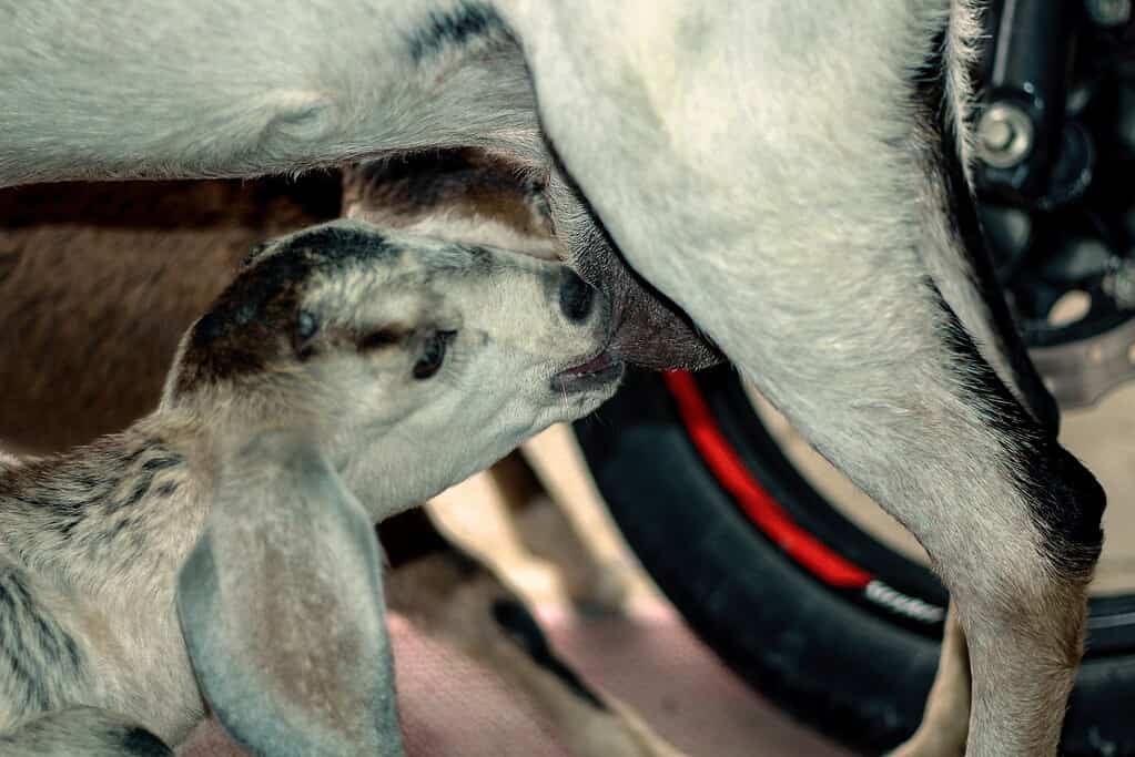 A baby goat is nursing from its mother.