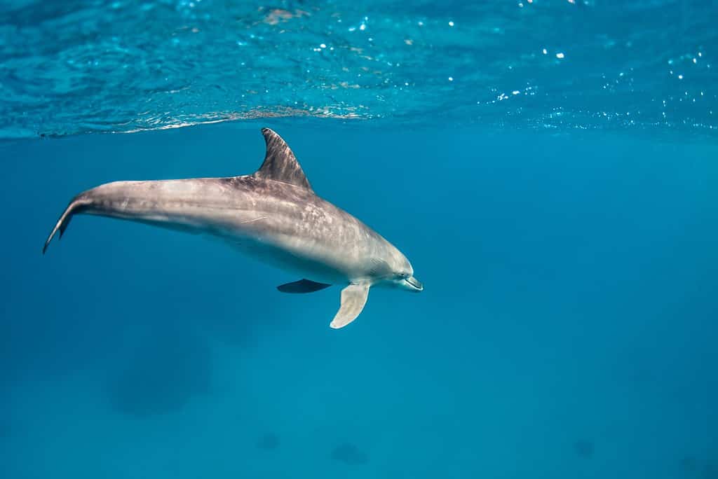A dolphin (tursiops aduncus) swims under the surface of the ocean