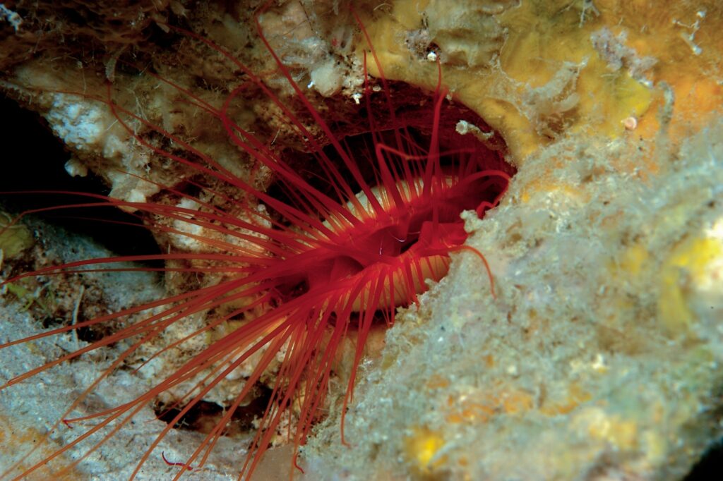 Disco Clam (Ctenoides ales) 2