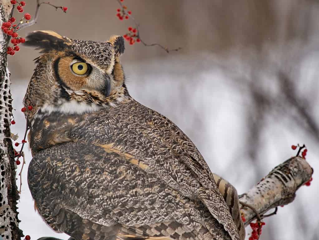  A Great Horned Owl perched on a tree branch.