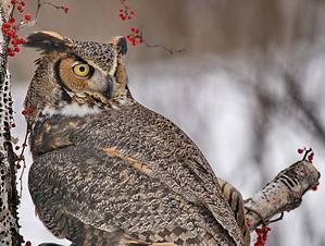 Can Owls Turn Their Heads All the Way Around? Picture