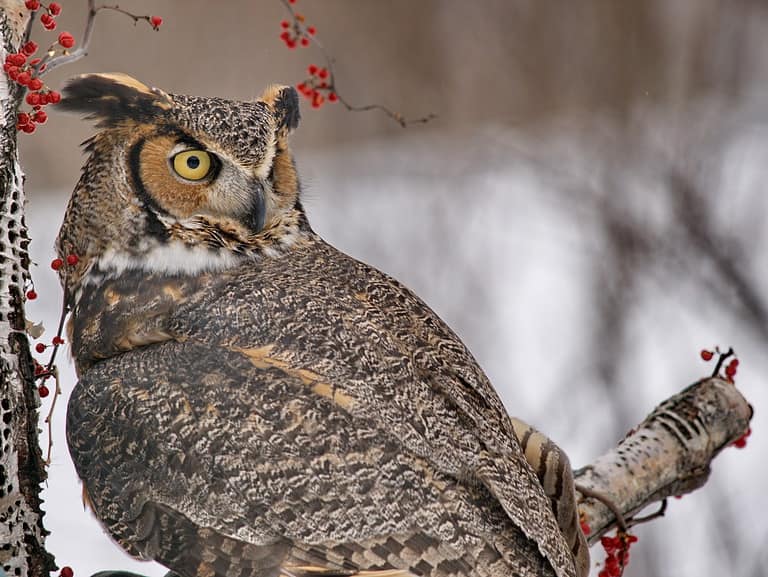 Great Horned Owl's are capable of turning their heads totally around to look over their back.