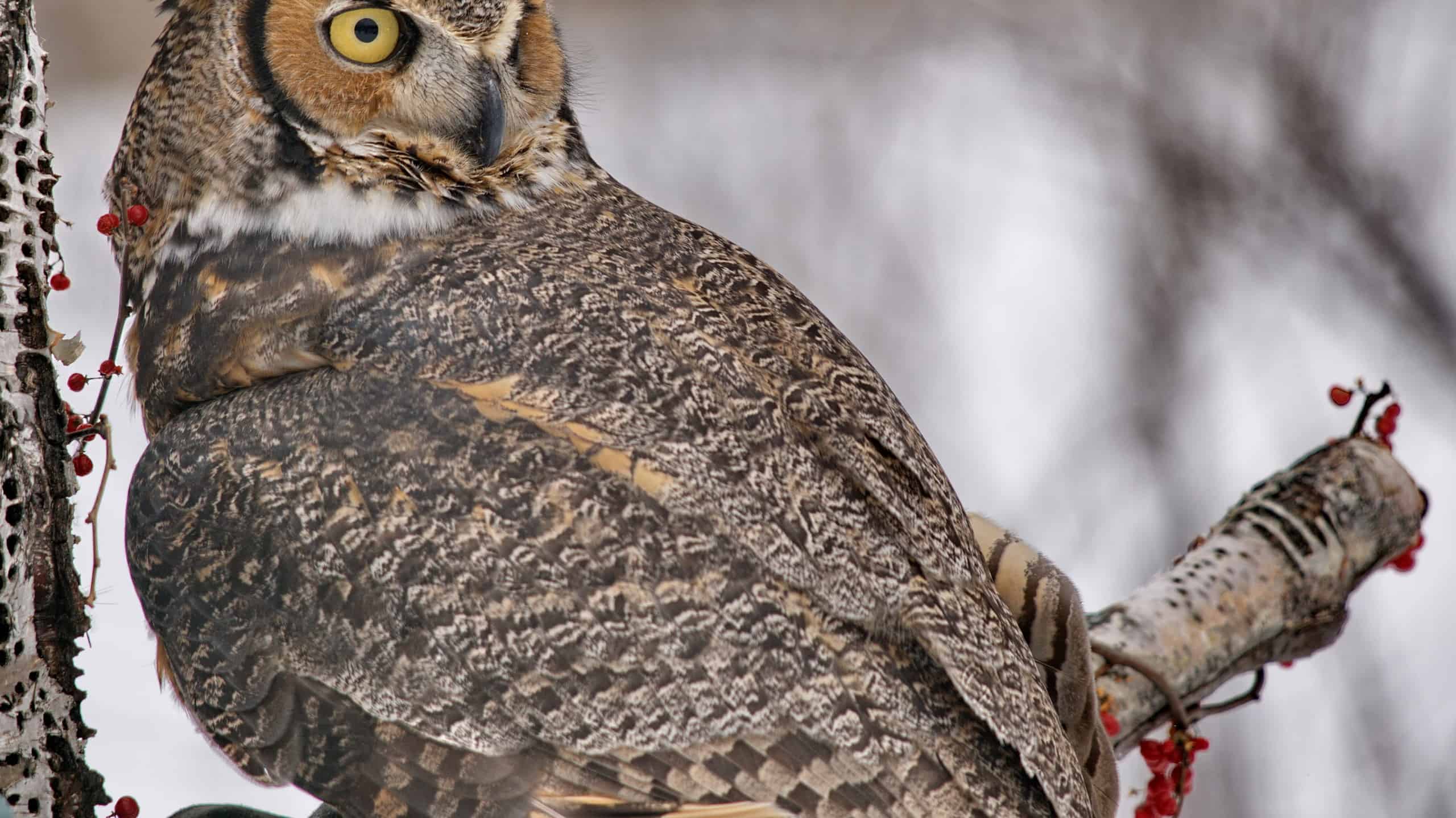 Can Owls Turn Their Heads All the Way Around? AZ Animals