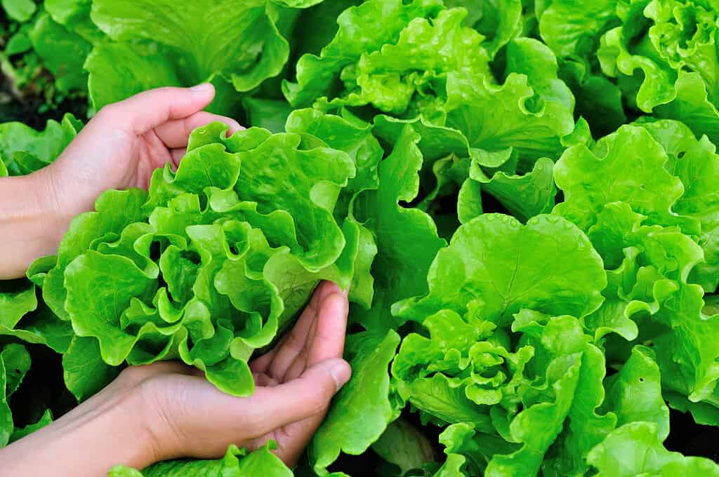 woman hands picking green lettuce in vegetable garden