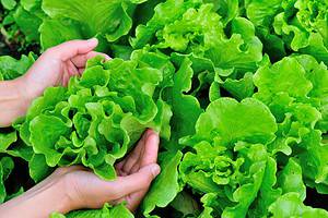 9 Leafy Green Vegetables to Plant in June Picture