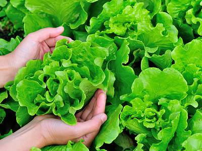 A 9 Leafy Green Vegetables to Plant in June
