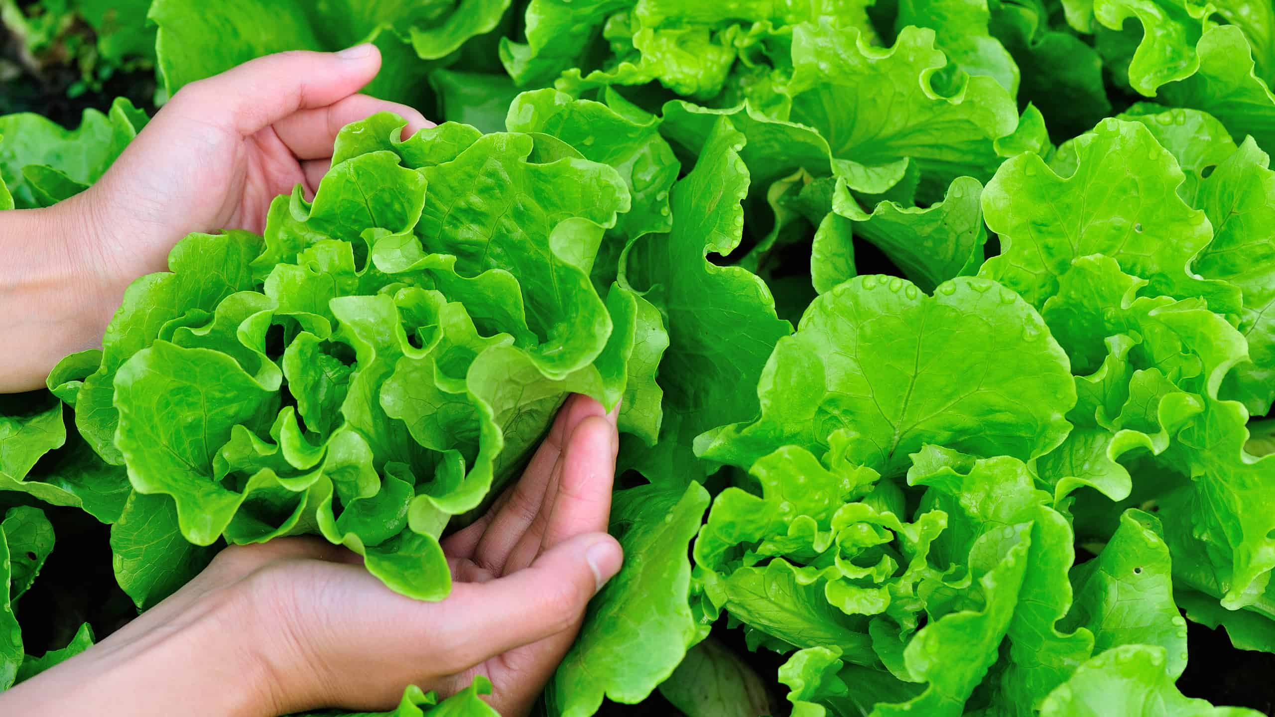 9 Leafy Green Vegetables to Plant in June - A-Z Animals