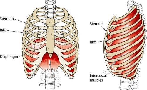 Ribs, Sternum, Diaphragm